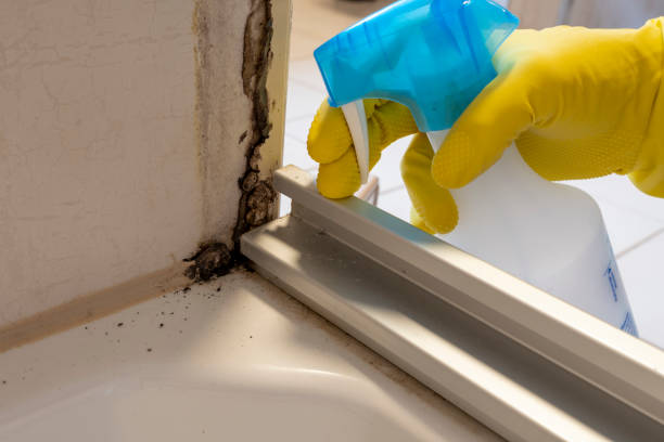 Best Mold Cleaning Services  in Merritt Park, NY