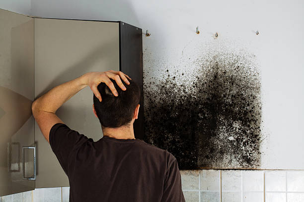 Office Mold Removal Services in Merritt Park, NY